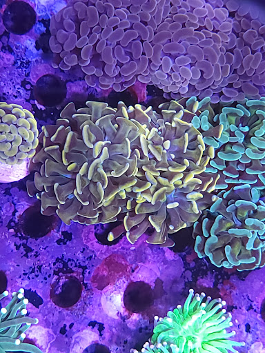 Tropical Fish Store «Shipwreck Cove Custom Aquariums», reviews and photos, 215 S El Camino Real, Encinitas, CA 92024, USA