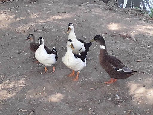 Park «Jennifer McFalls Park», reviews and photos, 1501 S Carrier Pkwy, Grand Prairie, TX 75051, USA