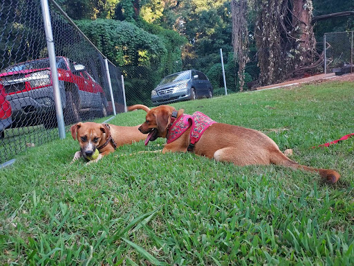 Heart of the Foothills Animal Rescue