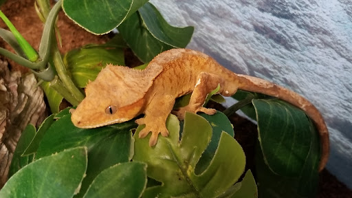 Pet Supply Store «Petco Animal Supplies», reviews and photos, 160 S Mannheim Rd #100, Hillside, IL 60162, USA