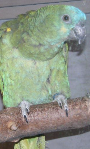 Pet Store «Pet Resources», reviews and photos, 814 Westchester Ave, Bronx, NY 10455, USA