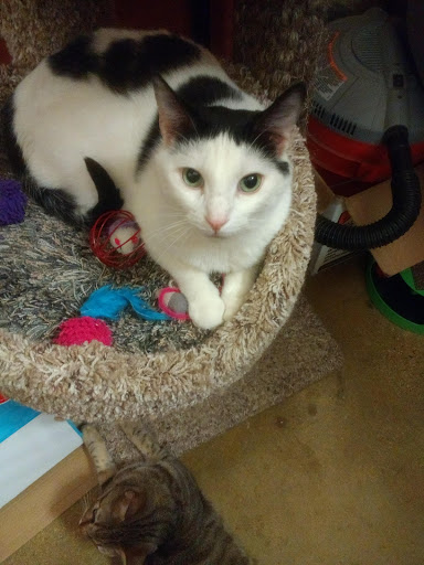 Pet Supply Store «PetSmart», reviews and photos, 745 W Huntington Dr, Monrovia, CA 91016, USA