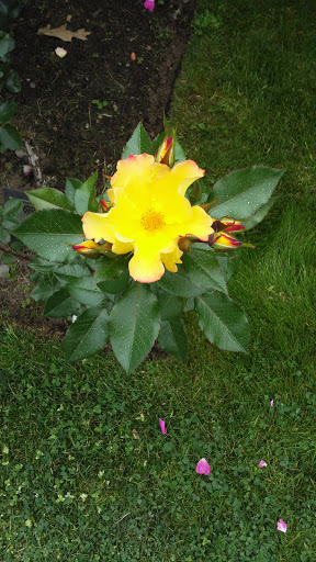 Park «Back Bay Fens», reviews and photos, 100 Park Dr, Boston, MA 02215, USA