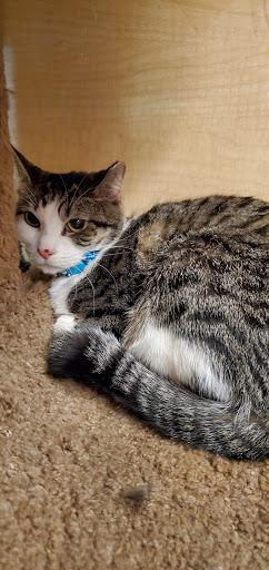 Pet Supply Store «PetSmart», reviews and photos, 241 Airport Plaza Blvd, Farmingdale, NY 11735, USA