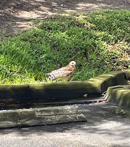 Golf Resort «ChampionsGate Golf Club», reviews and photos, 8575 White Shark Blvd, Davenport, FL 33896, USA