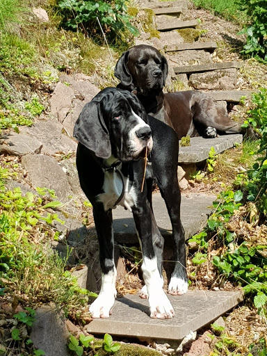 Karin Schuhmann Tierarzt unter Walldürn, Baden Württemberg