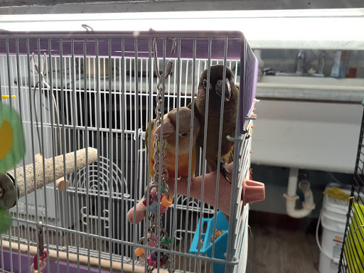 Pet Store «Pet Paradise Grooming», reviews and photos, 1115 Pueblo Blvd Way, Pueblo, CO 81005, USA