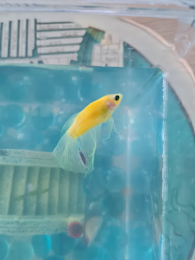 Pet Supply Store «Petco Animal Supplies», reviews and photos, 8111 W Broward Blvd, Plantation, FL 33324, USA