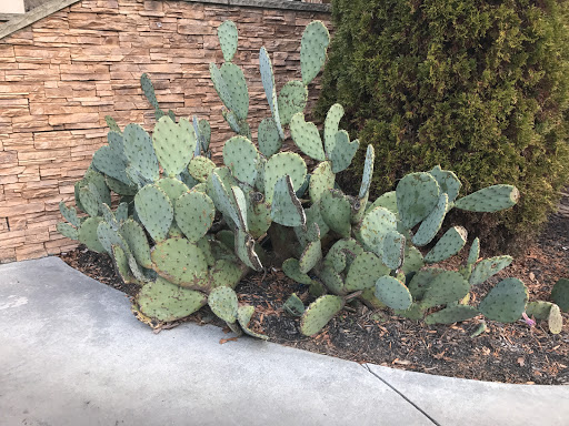 Car Wash «Cactus Car Wash Milton», reviews and photos, 12905 GA-9, Milton, GA 30004, USA