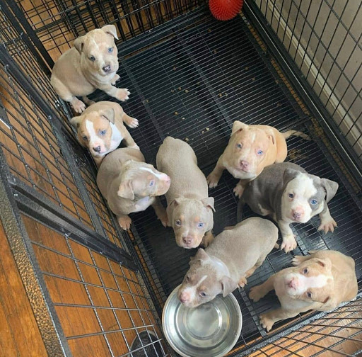 Pitbull/Frenchie Puppies For Sale