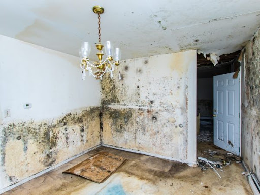 A1 Water & Mold Removal MA - Lawrence