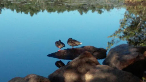 Hiking Area «Stony Brook Reservation», reviews and photos, Turtle Pond Pkwy, Hyde Park, MA 02136, USA