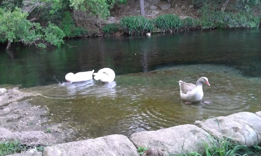 Public Golf Course «Landa Park Golf Course at Comal Springs», reviews and photos, 180 Golf Course Rd, New Braunfels, TX 78130, USA