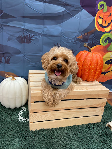 Woof Gang Bakery & Grooming Clifton