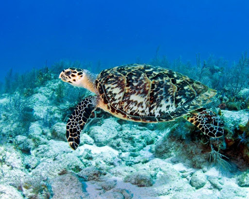 Dive Shop «Dive Shop Kissimmee», reviews and photos, 4916 W Irlo Bronson Memorial Hwy, Kissimmee, FL 34746, USA