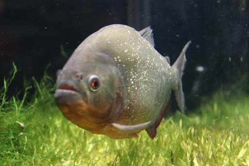 Science Museum «Discovery World», reviews and photos, 500 N Harbor Dr, Milwaukee, WI 53202, USA