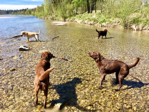 DOGizil Hundetagesbetreuung