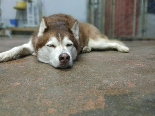 Here, Doggy image
