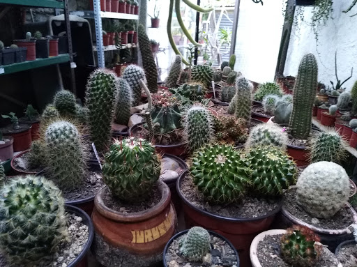 PuebloCactus, Jardín Botánico de Cactus