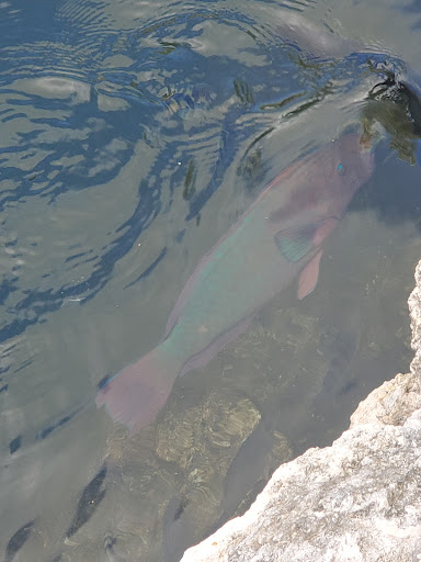 Aquarium «Florida Keys Aquarium Encounters», reviews and photos, 11710 Overseas Hwy, Marathon, FL 33050, USA