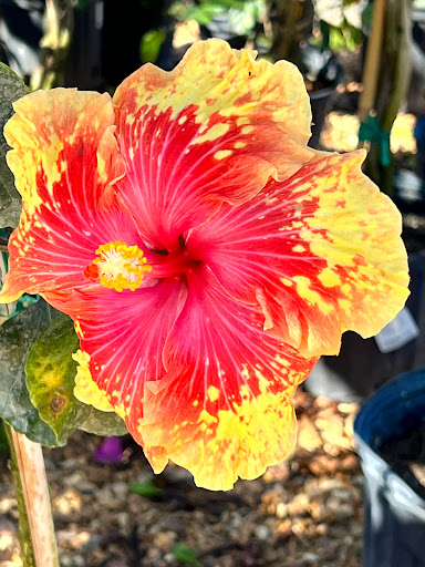 Plant Nursery «Lukas Nursery & Butterfly Encounter», reviews and photos, 1909 Slavia Rd, Oviedo, FL 32765, USA