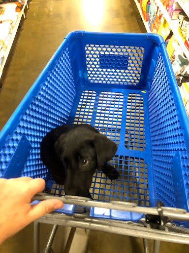 Pet Supply Store «PetSmart», reviews and photos, 2303 Jackson Ave W, Oxford, MS 38655, USA