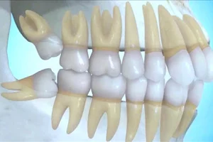 INTEGRAL DENTISTRY PROFESSIONAL image