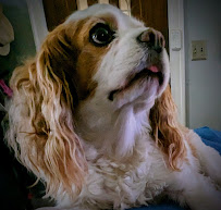 Two Ponds Pet Lodge - Photo 7 - Car repair in Arvada, CO, Arvada