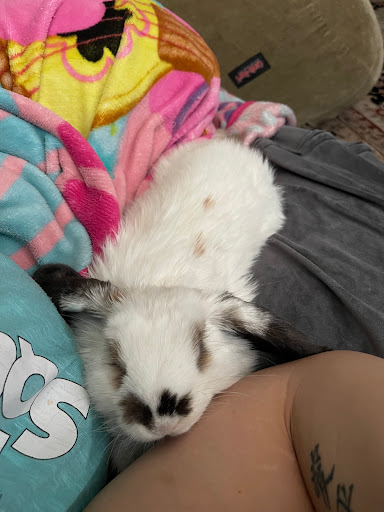 Pet Supply Store «PetSmart», reviews and photos, 1121 S Plaza Way, Flagstaff, AZ 86001, USA