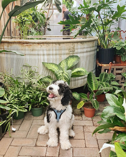 Pet Store «Puppies N Love», reviews and photos, 7700 W Arrowhead Towne Center, Glendale, AZ 85308, USA