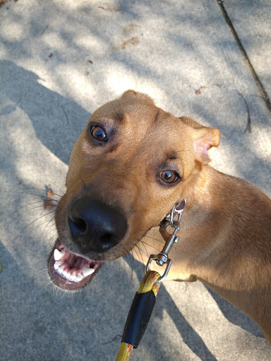 Animal Protection Organization «Missaukee Humane Society», reviews and photos