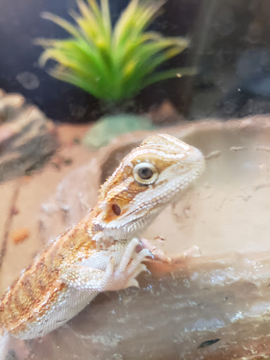 Pet Supply Store «PetSmart», reviews and photos, 1160 Stafford Market Pl, Stafford, VA 22556, USA