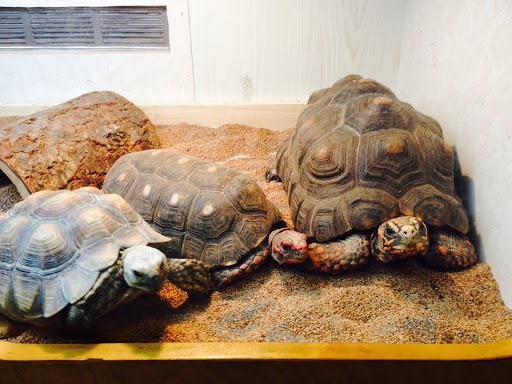 Pet Store «Forever Pets Inc», reviews and photos, 1030 Basse Rd, San Antonio, TX 78212, USA