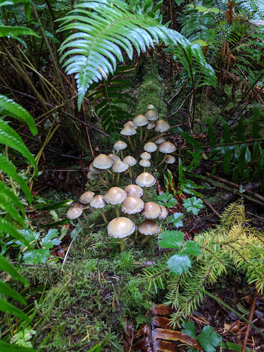 Golf Club «Meadowmeer Golf & Country Club», reviews and photos, 8530 Renny Ln NE, Bainbridge Island, WA 98110, USA