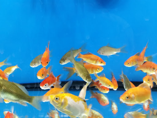 Pet Supply Store «Petco Animal Supplies», reviews and photos, 1800 E Franklin St #19, Chapel Hill, NC 27514, USA