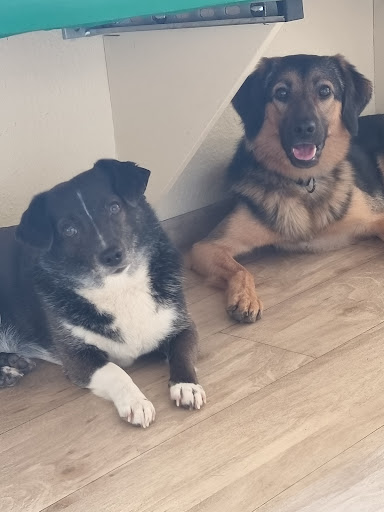 Kleintierpraxis Thomas Schauß unter Murrhardt, 