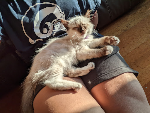 Humane Society Napa County - (Napa Humane), 3265 California Blvd, Napa, CA 94558, Non-Profit Organization