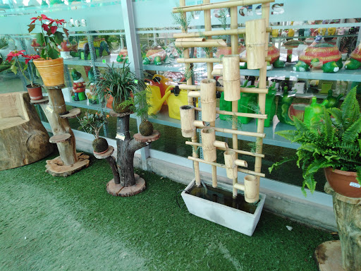 Cheap plants Arequipa