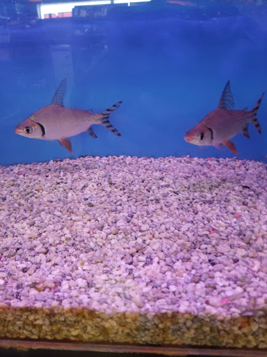 Tropical Fish Store «International Aquarium», reviews and photos, 1505 International Blvd, Oakland, CA 94606, USA