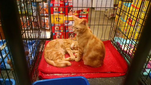 Pet Supply Store «PetSmart», reviews and photos, 225 NW Commons Loop, Lake City, FL 32055, USA