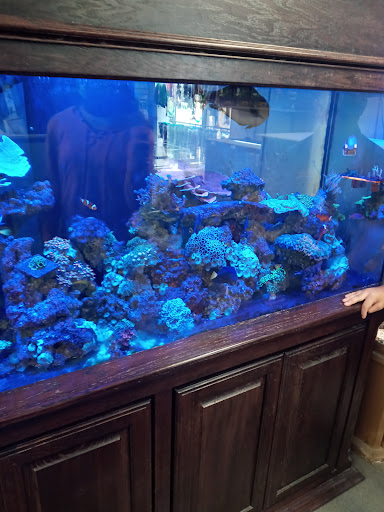 Tropical Fish Store «Elegant Reef - Tropical Fish Studio», reviews and photos, 301 W Nakoma Dr, San Antonio, TX 78216, USA