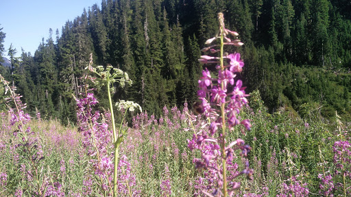 National Park «North Cascades National Park», reviews and photos