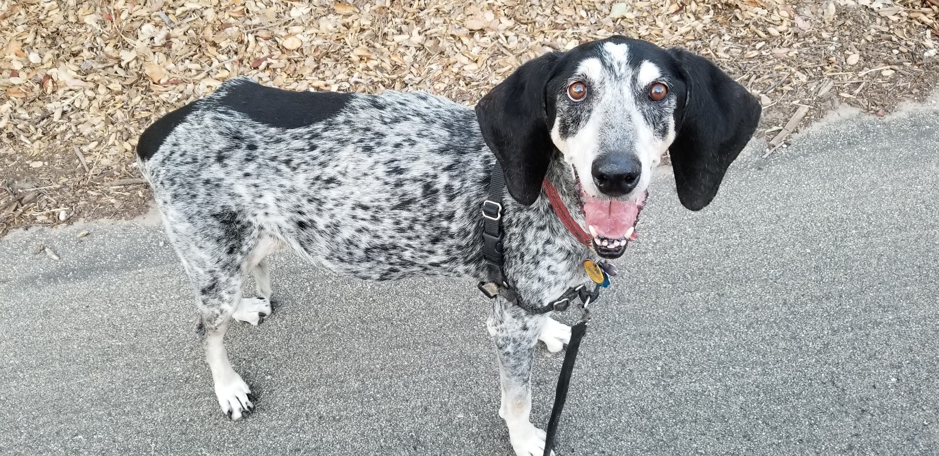 Cornelia's Canine Training