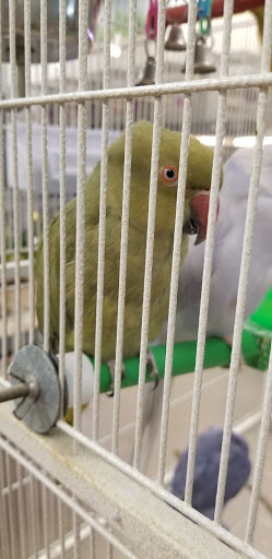 Pet Store «Parrots Of The World Aquarium and Pet Center», reviews and photos, 316 Sunrise Hwy #1, Rockville Centre, NY 11570, USA