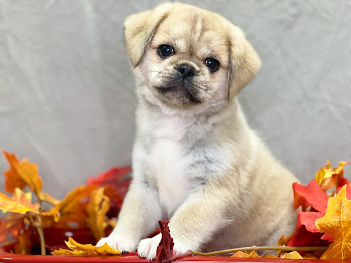 Dog Breeder «Playful Pets», reviews and photos, 115 Ridge Pike, Conshohocken, PA 19428, USA