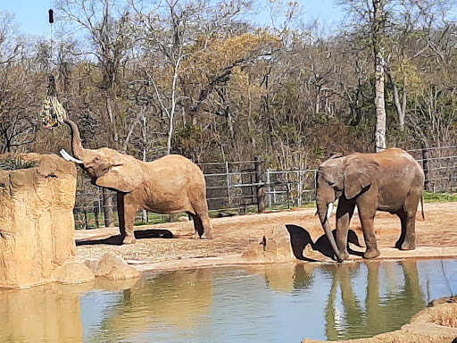 Zoo «Caldwell Zoo», reviews and photos, 2203 W Martin Luther King Jr Blvd, Tyler, TX 75702, USA