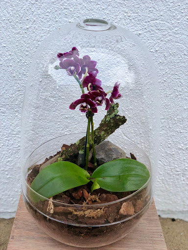 Florist «The Argyle Bouquet», reviews and photos, 120 Coulter Ave, Ardmore, PA 19003, USA