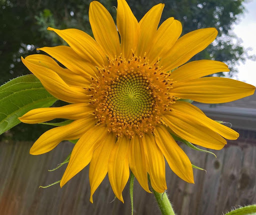 Fruit and Vegetable Store «Henley Farm», reviews and photos, 3513 Charity Neck Rd, Virginia Beach, VA 23456, USA