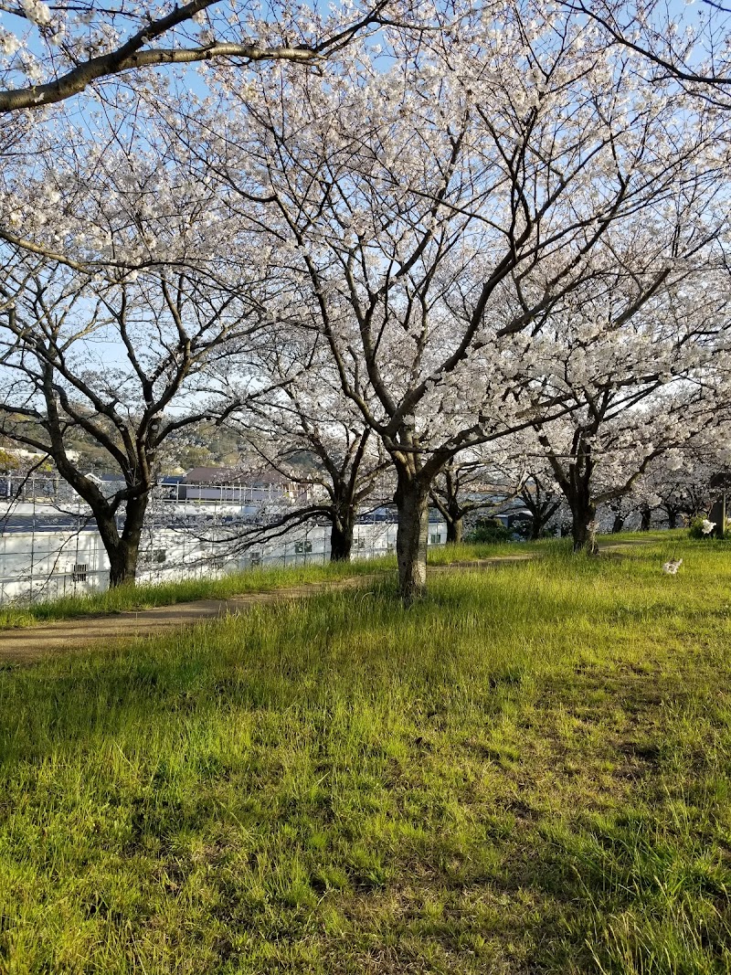 大野川右岸桜スポット 大分県大分市須賀 観光名所 グルコミ