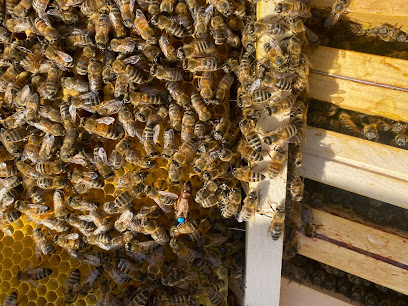 De l'abeille au miel